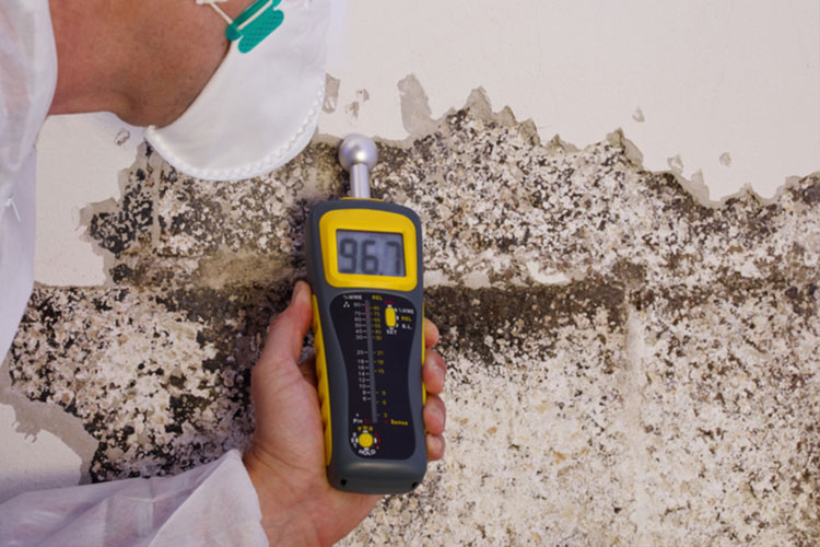 mould testing & inspections Sydney